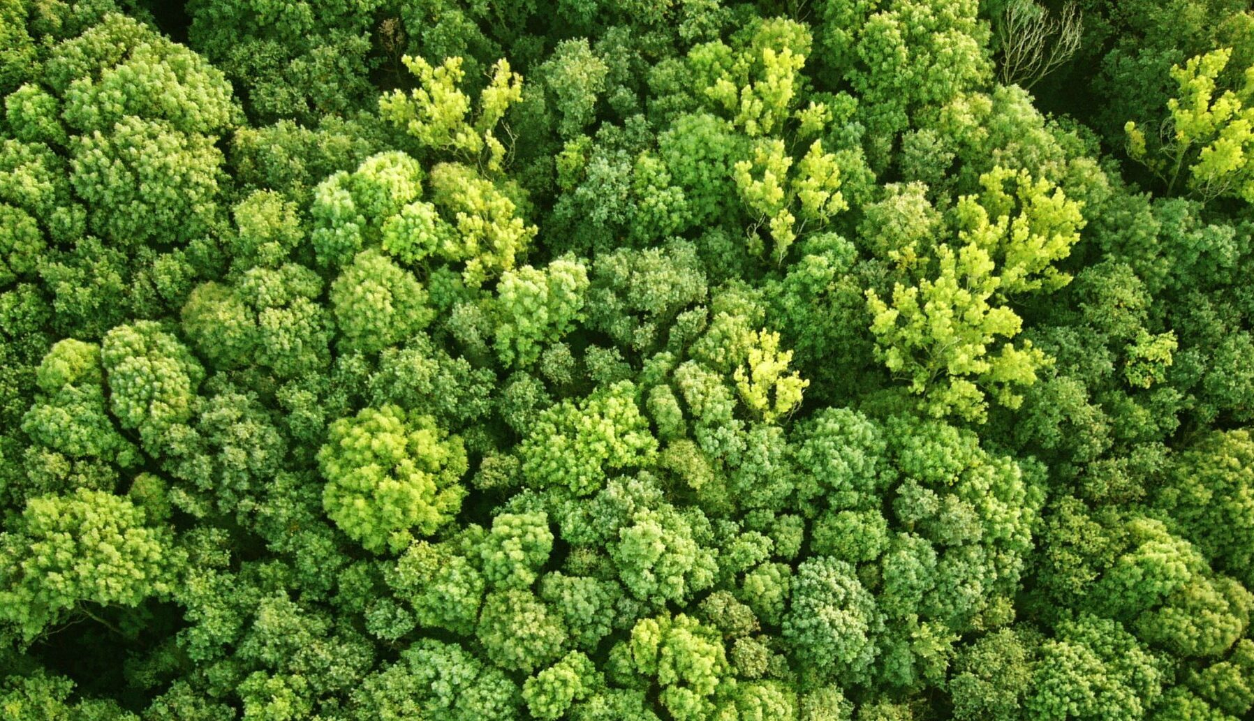 ECOLOGÍA